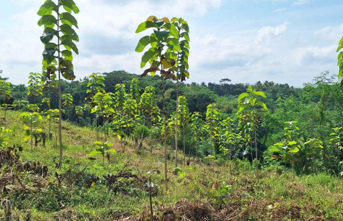 Reboisasi lahan kompensasi Bumi Suksesindo